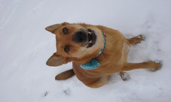 /Images/uploads/Humane Society of Utah/HSUCalendar/entries/652thumb.jpg